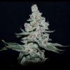 Fire 'n Ice Feminized Seeds by Elev8 Seeds Genetics