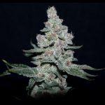 Fire 'n Ice Feminized Seeds by Elev8 Seeds Genetics