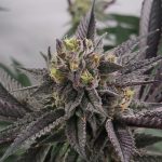 Gary Burger Feminized Seeds by Elev8 Seeds Genetics