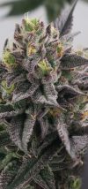 Gary Burger Feminized Seeds by Elev8 Seeds Genetics - Image 2