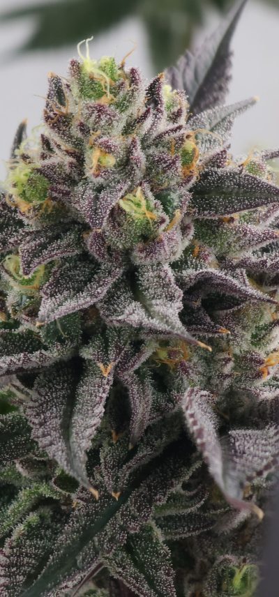 Gary Burger Feminized Seeds by Elev8 Seeds Genetics - Image 2