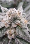 Gary Burger Feminized Seeds by Elev8 Seeds Genetics - Image 3