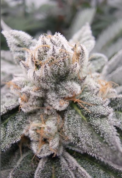 Gary Burger Feminized Seeds by Elev8 Seeds Genetics - Image 3