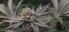 Gary Burger Feminized Seeds by Elev8 Seeds Genetics - Image 4