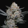 Gary Payton S1 Feminized Seeds by Elev8 Seeds Genetics