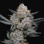 Gary Payton S1 Feminized Seeds by Elev8 Seeds Genetics