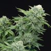 Gorilla Glue #4 Feminized Seeds by Elev8 Seeds Genetics