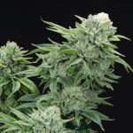 Gorilla Glue #4 Feminized Seeds by Elev8 Seeds Genetics