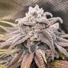 Snoop's Punch Feminized Seeds by Elev8 Seeds Genetics - Image 2
