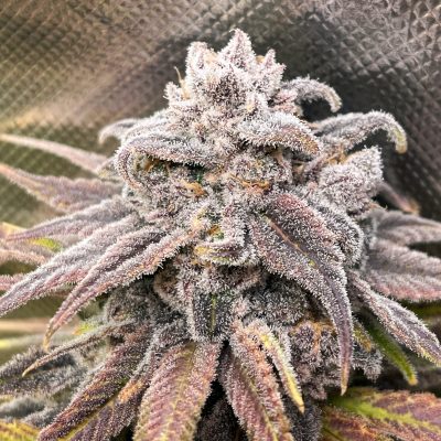 Snoop's Punch Feminized Seeds by Elev8 Seeds Genetics - Image 2