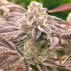 Punch Drunk Ape Feminized Seeds by Elev8 Seeds Genetics - Image 2