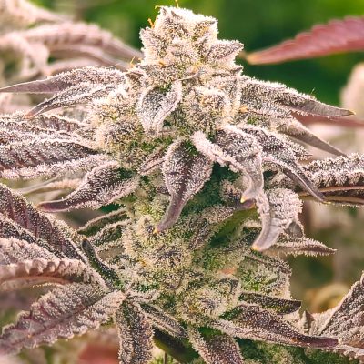 Punch Drunk Ape Feminized Seeds by Elev8 Seeds Genetics - Image 2