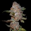 Punch Drunk Ape Feminized Seeds by Elev8 Seeds Genetics