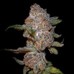 Punch Drunk Ape Feminized Seeds by Elev8 Seeds Genetics