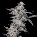 Purple Cherry Popper Feminized Seeds by Elev8 Seeds Genetics