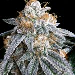 Purple Punch Feminized Seeds by Elev8 Seeds Genetics