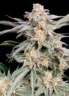 Snoop's Punch Feminized Seeds by Elev8 Seeds Genetics - Image 3