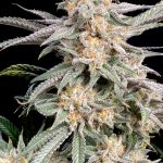 Snoop's Punch Feminized Seeds by Elev8 Seeds Genetics