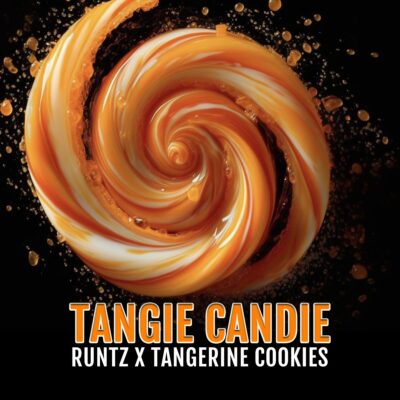 Tangie Candie Feminized Seeds by Elev8 Seeds Genetics - Image 3