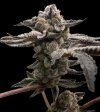 Tangie Candie Feminized Seeds by Elev8 Seeds Genetics