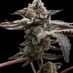 Tangie Candie Feminized Seeds by Elev8 Seeds Genetics