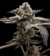 Tangie Candie Feminized Seeds by Elev8 Seeds Genetics