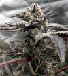 Tangie Candie Feminized Seeds by Elev8 Seeds Genetics - Image 2