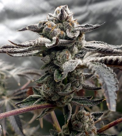Tangie Candie Feminized Seeds by Elev8 Seeds Genetics - Image 2