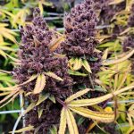 Super Trop Cherry Feminized Seeds by Relentless Genetics