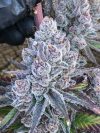Super Trop Cherry Feminized Seeds by Relentless Genetics - Image 2