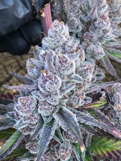 Super Trop Cherry Feminized Seeds by Relentless Genetics - Image 2