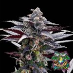 Pink Sunset Feminized Seeds by Silent Seeds