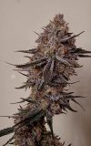 Trop Strawberry Feminized Seeds by Relentless Genetics - Image 3