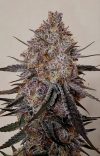 Trop Strawberry Feminized Seeds by Relentless Genetics - Image 2
