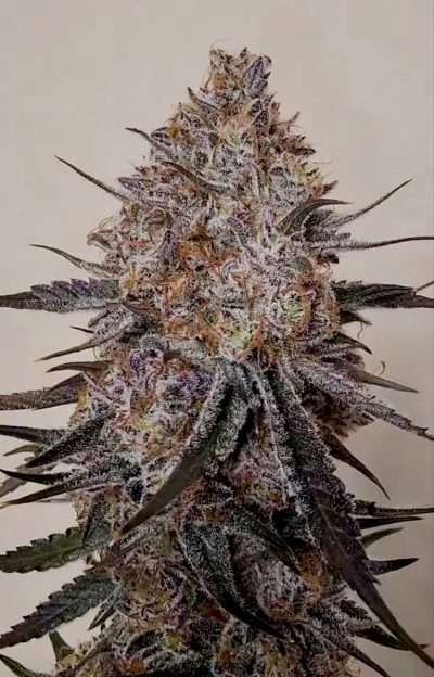 Trop Strawberry Feminized Seeds by Relentless Genetics - Image 2