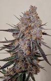 Trop Strawberry Feminized Seeds by Relentless Genetics
