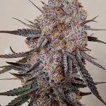 Trop Strawberry Feminized Seeds by Relentless Genetics