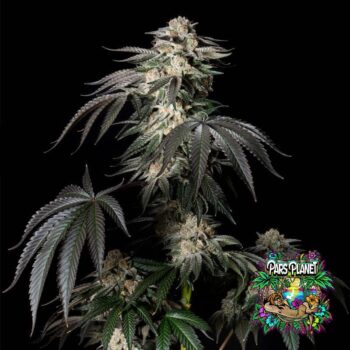 Mint Candy