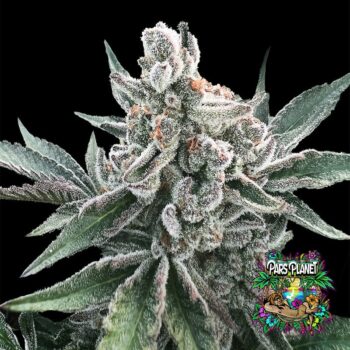 Polar Gelato Auto