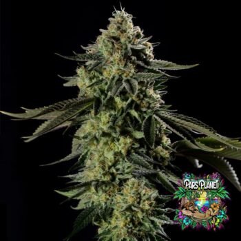 Rainbow Gas
