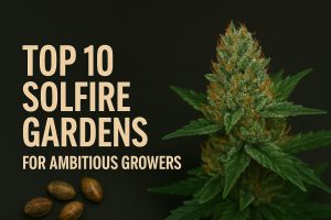 Top 10 Solfire Gardens Seeds for Ambitious Growers