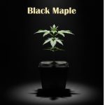 Black Maple