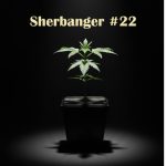Sherbanger #22
