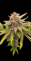 Snake Shake Feminized Seeds by Nugs 420 - Image 2