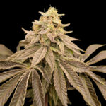 Sweet Bonanza Feminized Seeds by Nugs 420