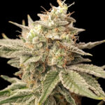 Yellow Melon S1 Feminized Seeds by Nugs 420