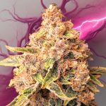 Forbidden Guava Feminized Seeds by Nugs 420