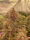 Snake Shake Feminized Seeds by Nugs 420