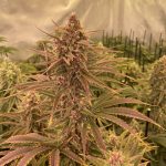 Snake Shake Feminized Seeds by Nugs 420