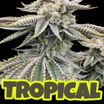 Tropical Berry Feminized Seeds by Nugs 420